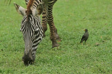 Close up of a zebra grazing alone during the day