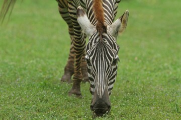 Close up of a zebra grazing while looking at the camera
