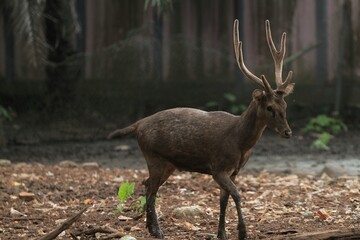 a bawean deer walking alone in the field