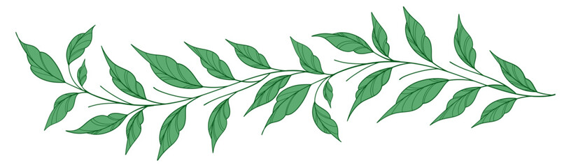 Sketch Floral Botany Collection. flower drawings. Black and white with line art on white backgrounds. Hand Drawn Botanical Illustrations. Vector eps