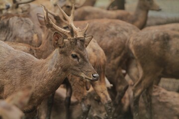 portrait of an adult bawean deer in a crowd