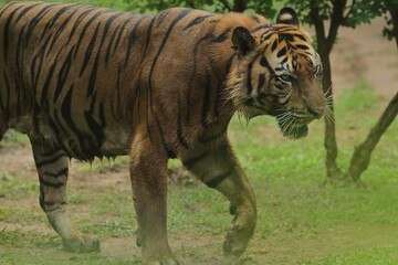 Side view of a sumatran tiger roaming in the bushes during the day