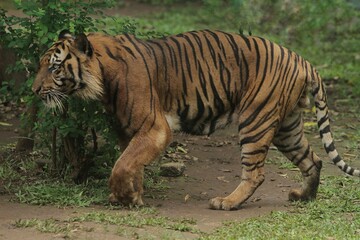 Side view of a sumatran tiger roaming in the bushes during the day