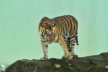 a Sumatran tiger standing on a rock with a green background