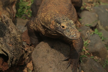 Komodo dragons are seen crawling on the rocks