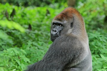 A silverback gorilla looks curiously