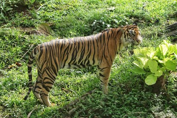 A tiger is seen wandering in the bushes during the day
