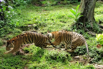 Sumatran tigers are seen chasing each other in the bushes