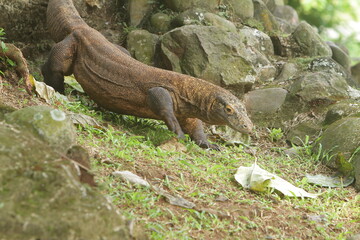 a Komodo dragon is crawling down from a mound