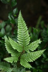 a unique sprig of tropical leaves