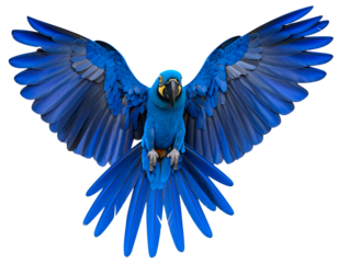Front View of Exotic Blue Parrot Spreading Wings, Feather Texture Highlighted PNG