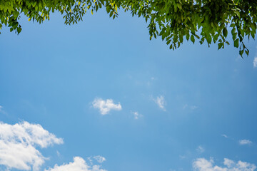 緑の葉と青い空の背景画像