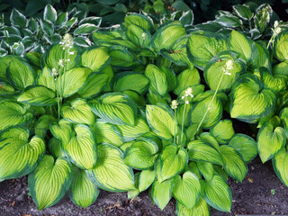 A vibrant bed of hosta plants with variegated green and yellow-green leaves, some with small white...