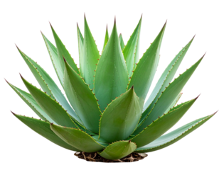 Side View of Lush Agave Plant with Sharp Spiky Leaves Cutout PNG