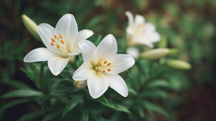 Fototapeta premium Discover the Elegance of White Lilies: A Stunning Display of Nature's Beauty in a Lush Green Setting, Perfect for Kaleidoscopic Gardens and Serenity-inspired Spaces