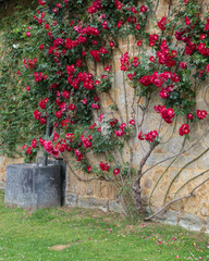 old stone wall with rose flowers climbing