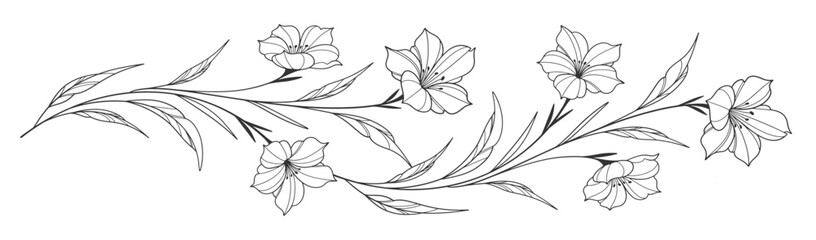 Sketch Floral Botany Collection. flower drawings. Black and white with line art on white backgrounds. Hand Drawn Botanical Illustrations. Vector eps