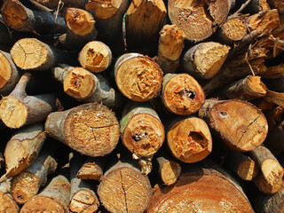 Abstract circle pattern of wood pile.