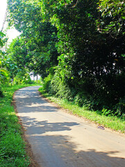 View of curved road in the forest on a sunny day. 