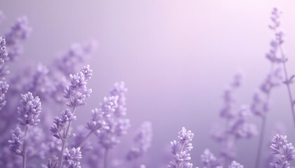 Naklejka premium Lavender flowers blooming on light background
