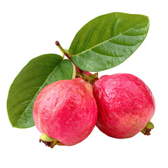 Pink Guava Fruit with Leaf Isolated on White 