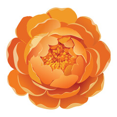 Warm Orange Peony Flower Gentle Petals
