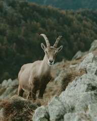 Fototapeta premium Authentic Endangered Capra Ibex in Natural Alpine Rocky Terrain Premium Wildlife Conservation Content for Eco Marketing and Educational Campaigns