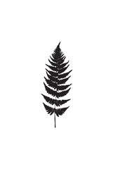 A stylized black silhouette of a fern frond, detailed and elegant.