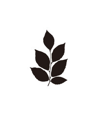 Silhouette of a leafy branch with several leaves, isolated on a white background.