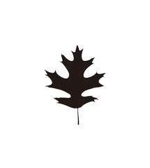 Silhouette of a single oak leaf, centered on a white background.