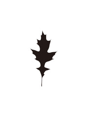 A simple black silhouette of a single oak leaf against a white background.