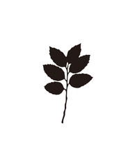 Silhouette of a leaf branch with multiple leaves, depicted in a dark color against a white background.