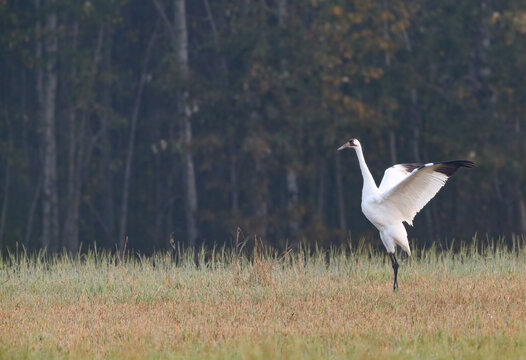 A whooping crane spreading its wings