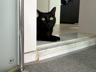 A black cat lying down with its front paws on the doorstep, glancing around curiously