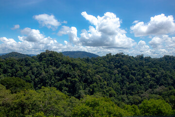 Obraz premium Midsummer in Ulu Tamburong National Park, Brunei