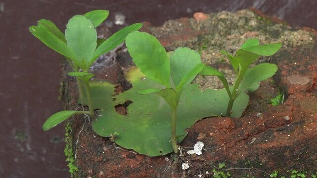 Patharchatta (Kalanchoe pinnata) succulent plant with medicinal leaves boasting anti‑inflammatory, diuretic, hypoglycemic, antimicrobial properties, used for wound healing, digestion, respiratory