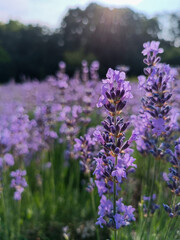 Close-up of blooming lavender flowers in soft evening light with blurred background. Peaceful...