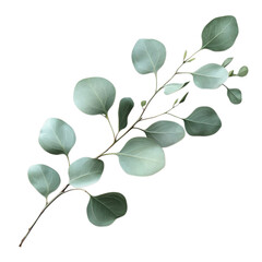 branch of a tree isolated on transparent background, clipping path, png file, 