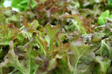 Fresh Green Hydroponic Vegetables