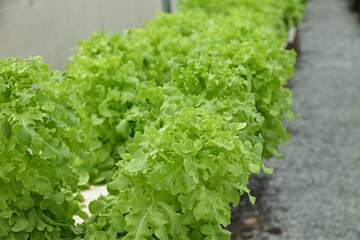 Fresh Green Hydroponic Vegetables