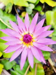 pink lotus flower