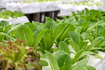 Obraz premium Fresh Green Hydroponic Vegetables