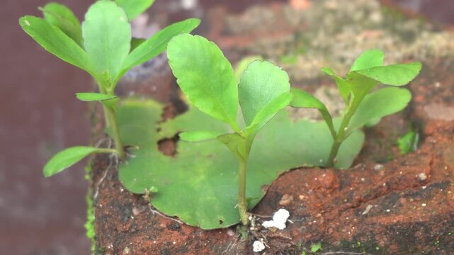 Patharchatta (Kalanchoe pinnata) succulent plant with medicinal leaves boasting anti‑inflammatory, diuretic, hypoglycemic, antimicrobial properties, used for wound healing, digestion, respiratory