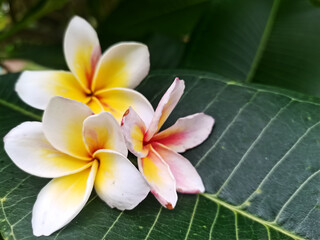 frangipani plumeria flowers