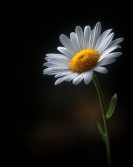 Artistic Yellow-Centered White Daisy against Dark Backdrop, High Contrast Floral Illumination, Ethereal Petal Softness