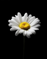 Artistic Yellow-Centered White Daisy against Dark Backdrop, High Contrast Floral Illumination, Ethereal Petal Softness