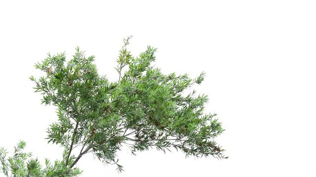Green leaves on white background