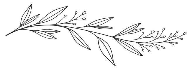 Sketch Floral Botany Collection. flower drawings. Black and white with line art on white backgrounds. Hand Drawn Botanical Illustrations. Vector eps