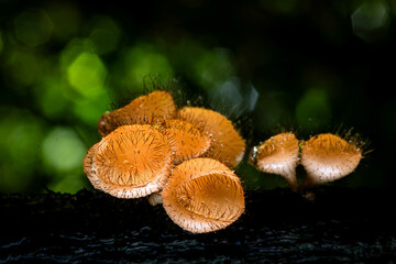 close-up shot of delicate mushrooms sprouting in a cluster on a damp piece of wood, showcasing the...