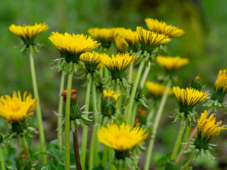 Yellow flowers of blossoming Common Dandelion. Close up of blooming yellow  flowers Taraxacum officinale. Used as a medical herb and food ingredient